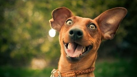 exciteddog